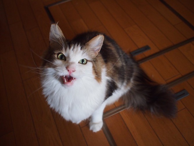 こちらを見上げて訴えるように鳴く猫