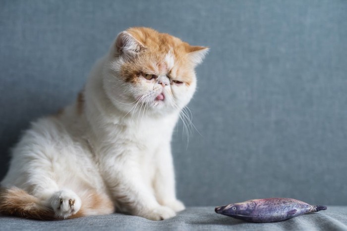 魚のおもちゃを見つめるエキゾチックショートヘアの子猫