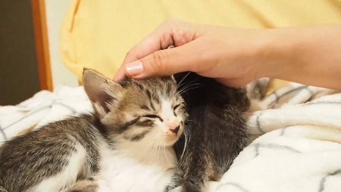 頭をなでられる子猫
