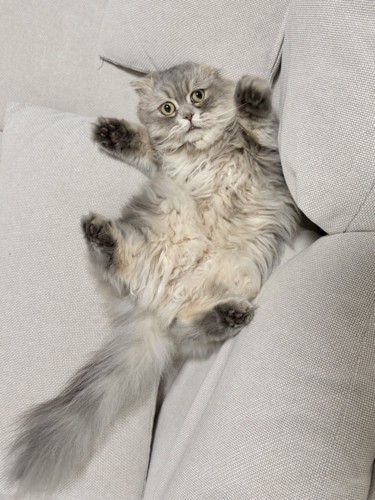 ソファのすき間に仰向けではさまった猫