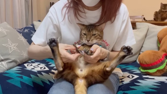 青い鈴の猫