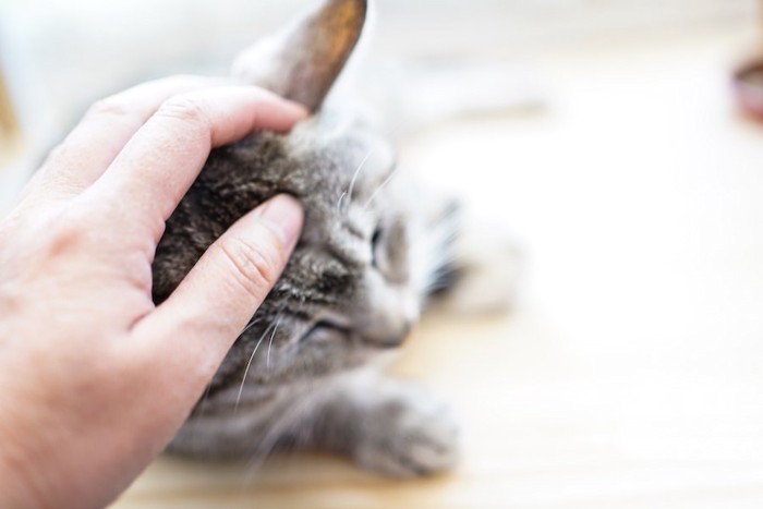 猫の頭を撫でている飼い主の手