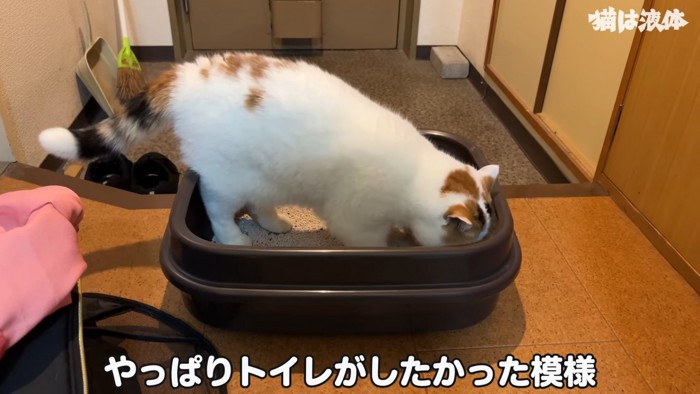 猫トイレに入る猫