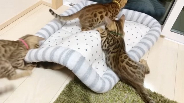 ベッドの上でじゃれる子猫たち