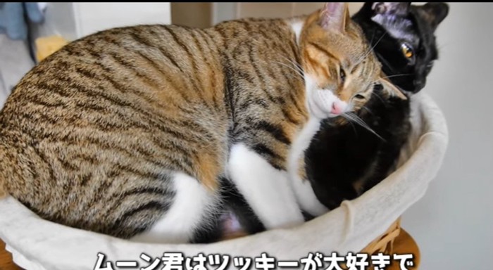 眠っている猫