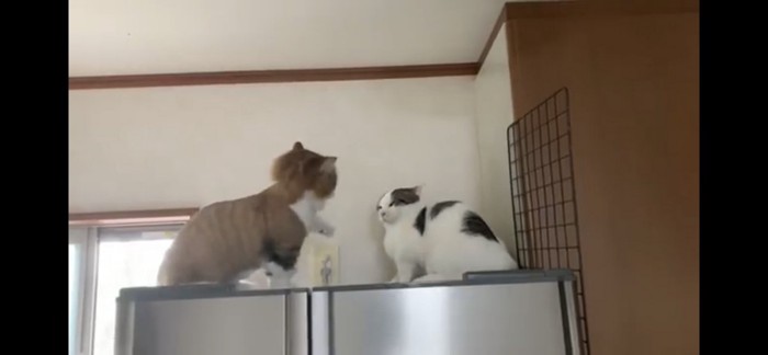 威嚇する猫