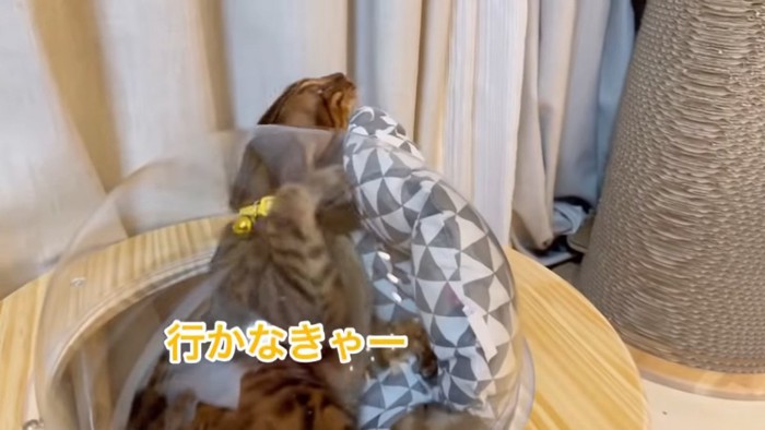 隙間から出てくる猫