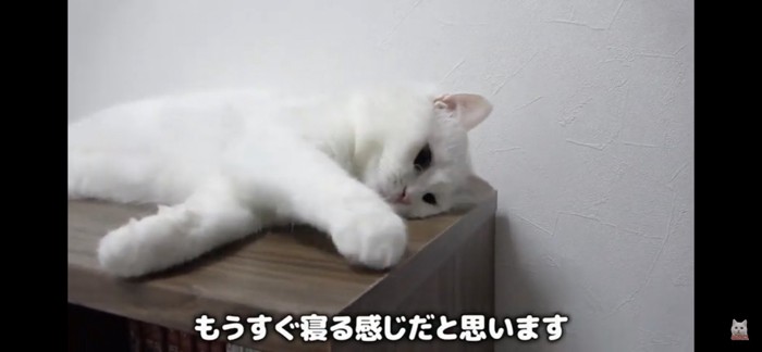 遊びながらも眠そう