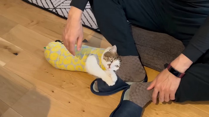 人の足に乗る猫