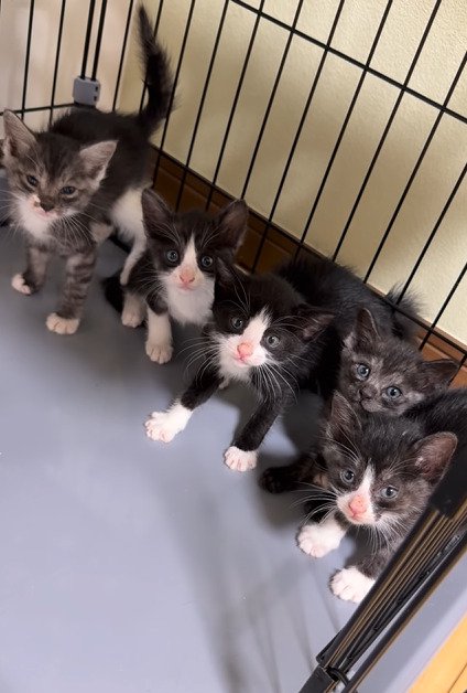 ケージの隅に並ぶ5匹の子猫