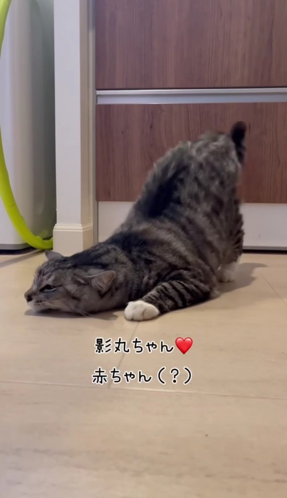 床に寝そべってお尻を上げる猫