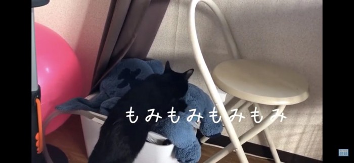 立ち上がってぬいぐるみにふみふみする猫