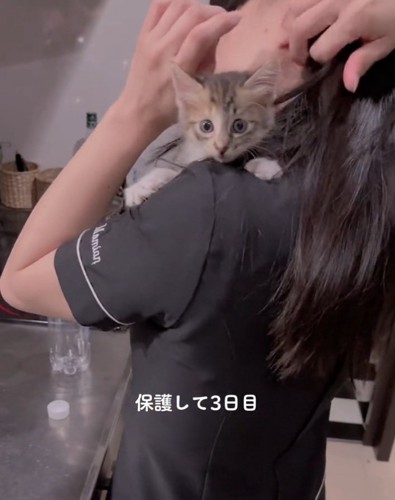 目を真ん丸にする猫ちゃん