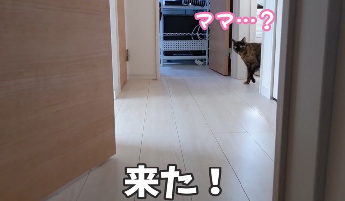 「ママ…？」と言っている猫