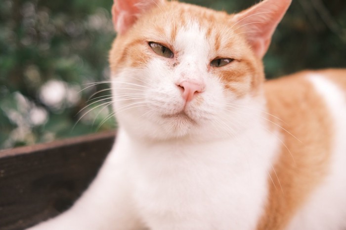 文句ありそうな猫