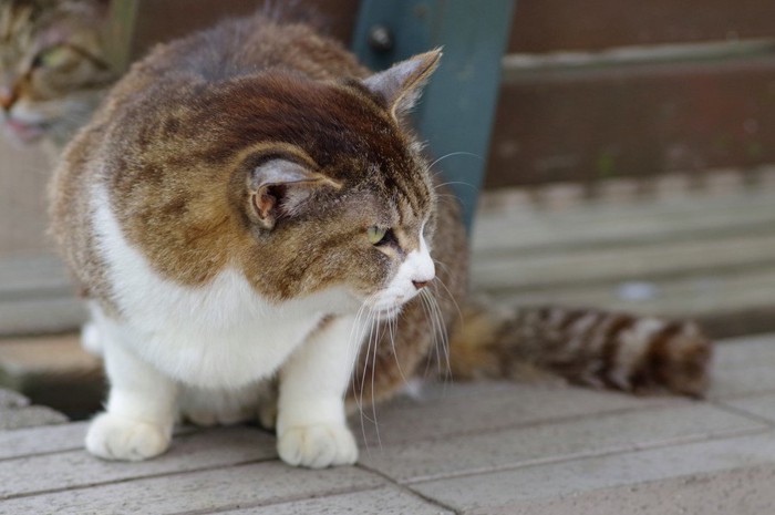 睨みをきかせる猫