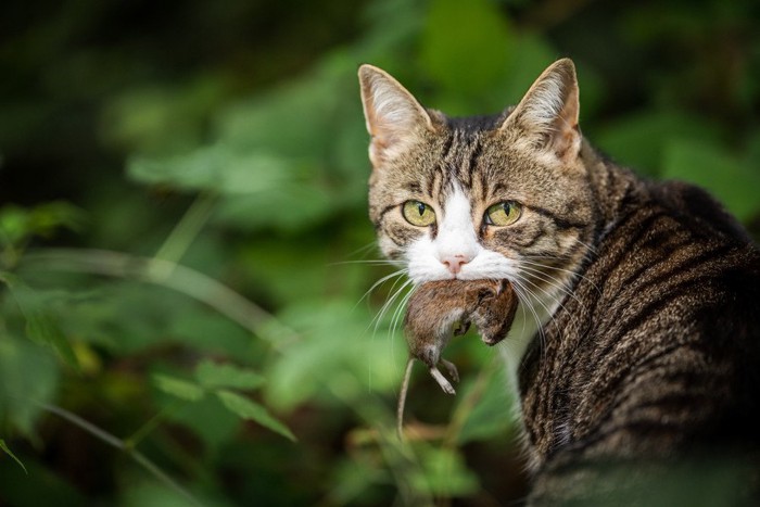 獲物を咥えた猫