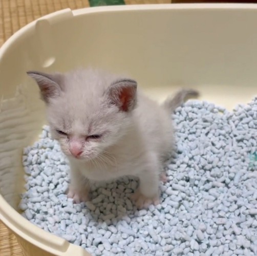 トイレ砂の上で目を閉じる子猫