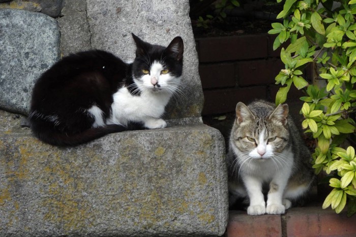 二匹の保護猫