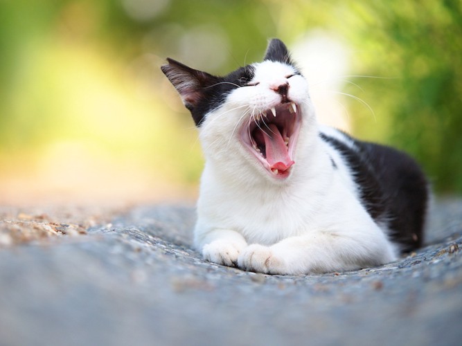 道の上で口をあけてあくびをしている猫