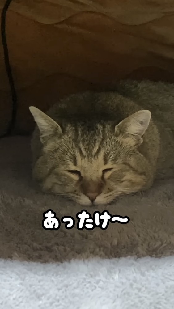 床に顎をつけて寝る猫