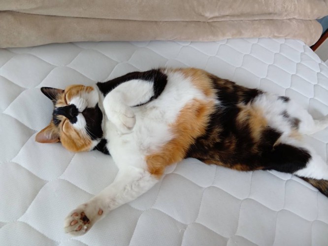 眠る猫