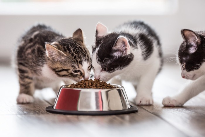 カリカリを食べている猫