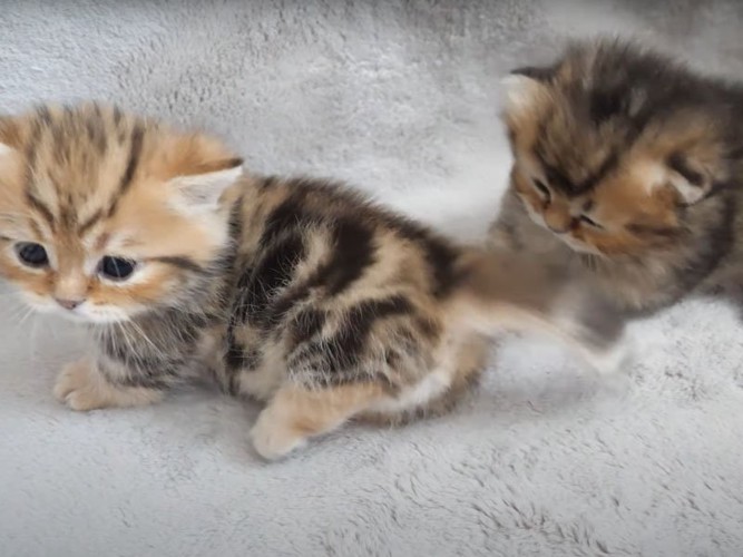 2匹の子猫
