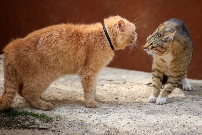 けんか寸前の猫たち