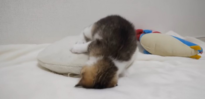 クッションの上ででんぐり返りするニコちゃん