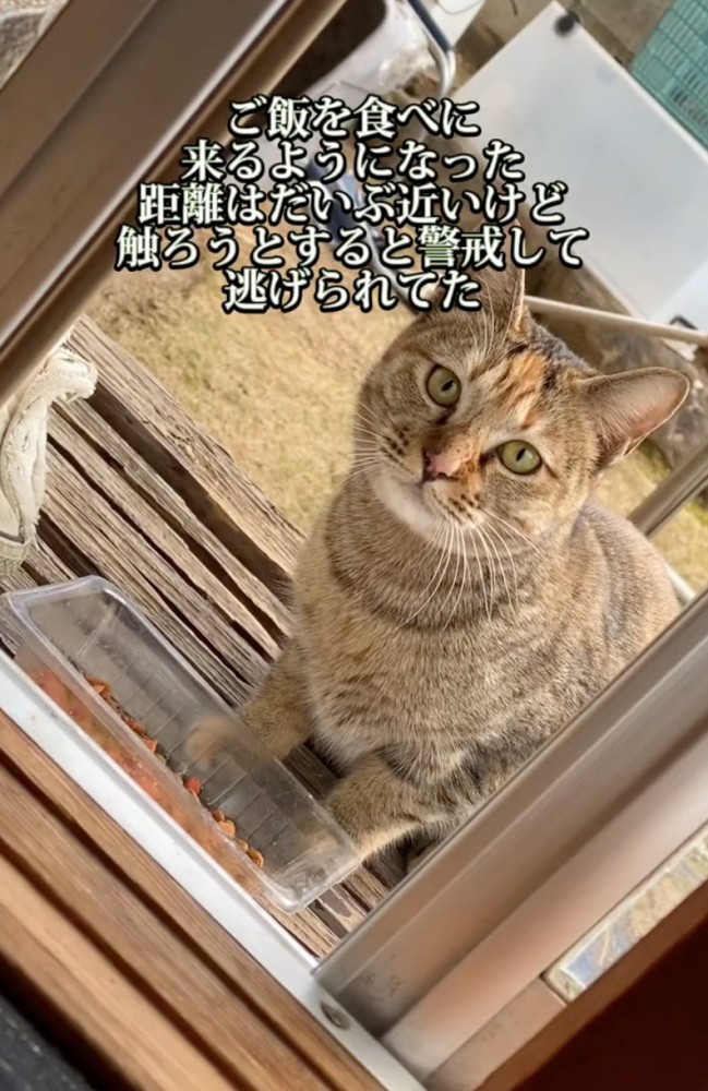 ご飯を食べにくる野良猫