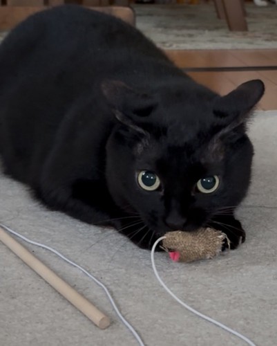 おもちゃで遊ぶ黒猫