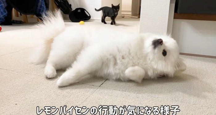 横たわる犬