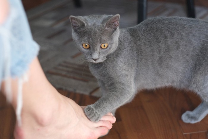 飼い主さんの足をさわる猫