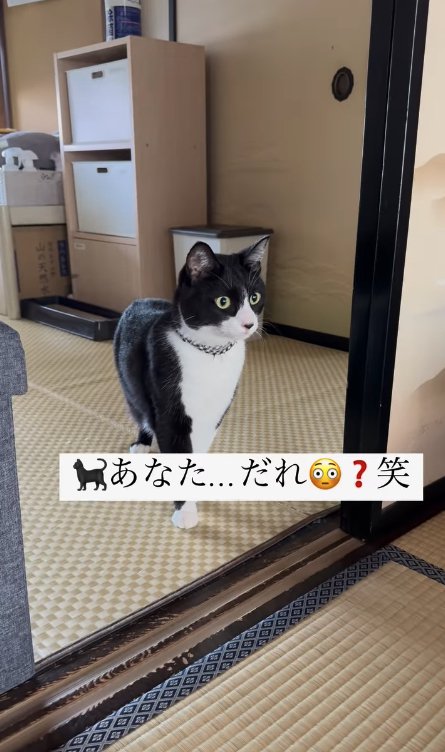 目を丸くして画面右端を見つめる黒白ハチワレ