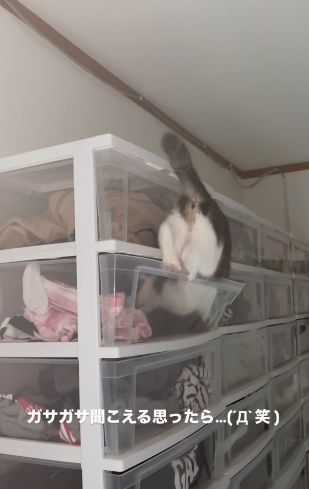 ケースの中に入っていく猫2