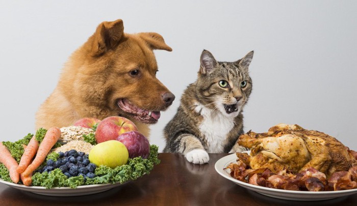 大量の食事を前にする猫