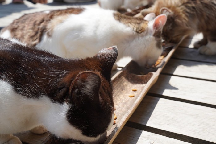 ご飯を食べている猫たち