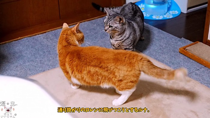 茶色の猫を見る縞模様の猫