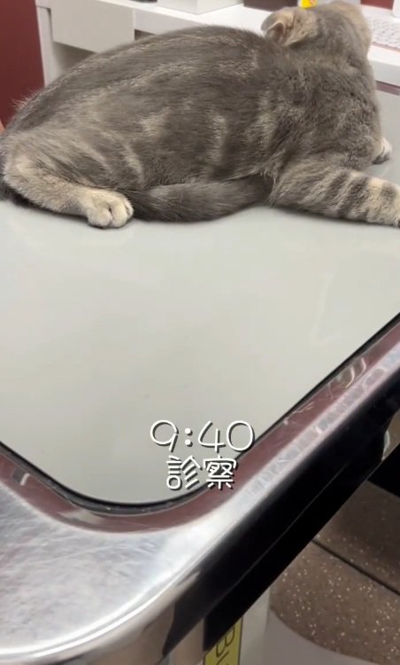 診察台の上に乗っている猫