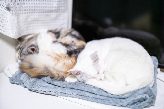 寄り添う猫