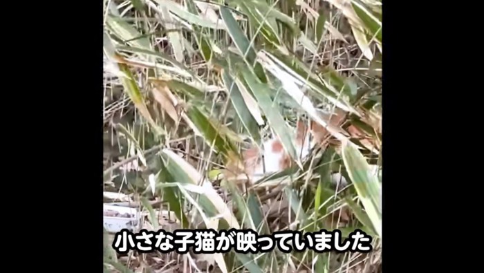 くさむらの中にいる子猫