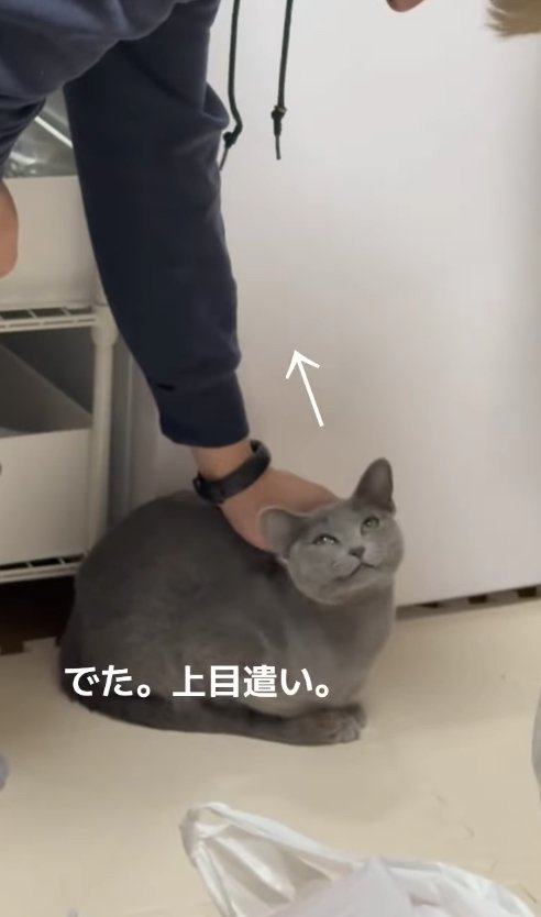 撫でられて上目遣いで見つめる猫