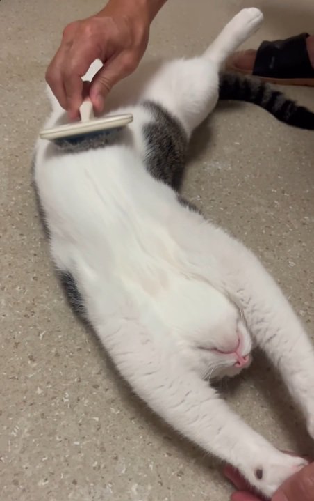 しっぽ