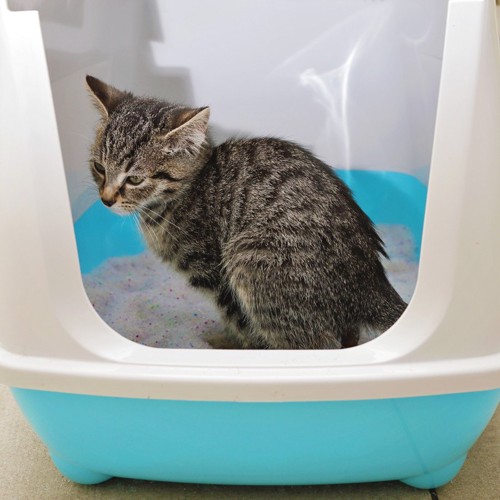 ドーム型トイレの猫