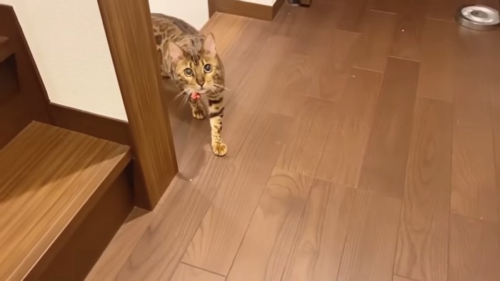 見上げる猫