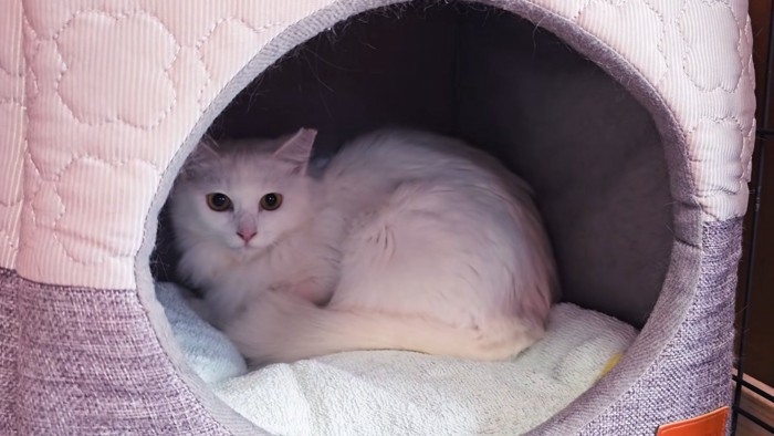 猫ベッドの中にいる猫
