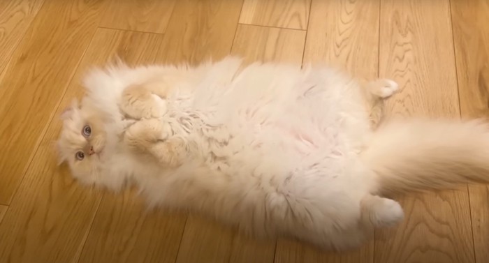 へそ天の白猫