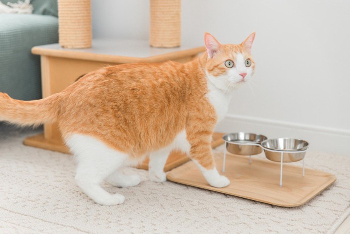 空の容器を前に振り向く猫