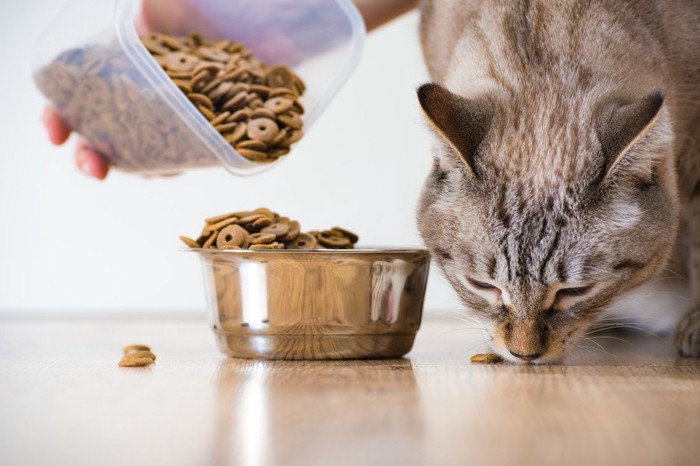 食べこぼしたフードを食べる猫